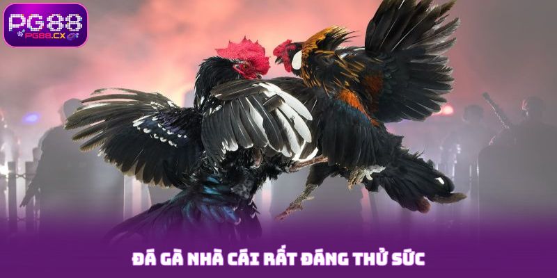 Đá gà PG88 rất đáng thử sức