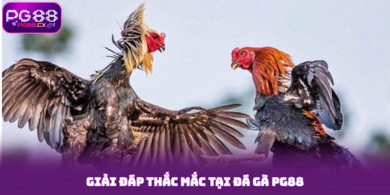 Giải đáp thắc mắc tại đá gà PG88