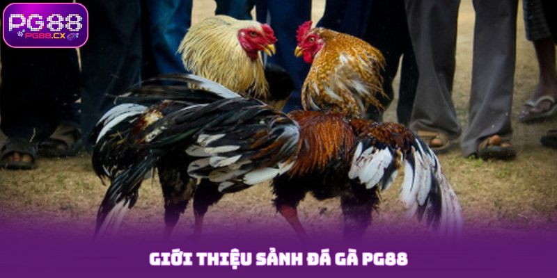 Giới thiệu sảnh đá gà PG88